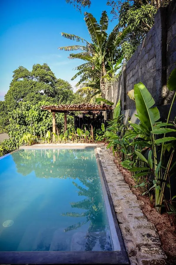 Banana Bunks Kandy Sri Lanka